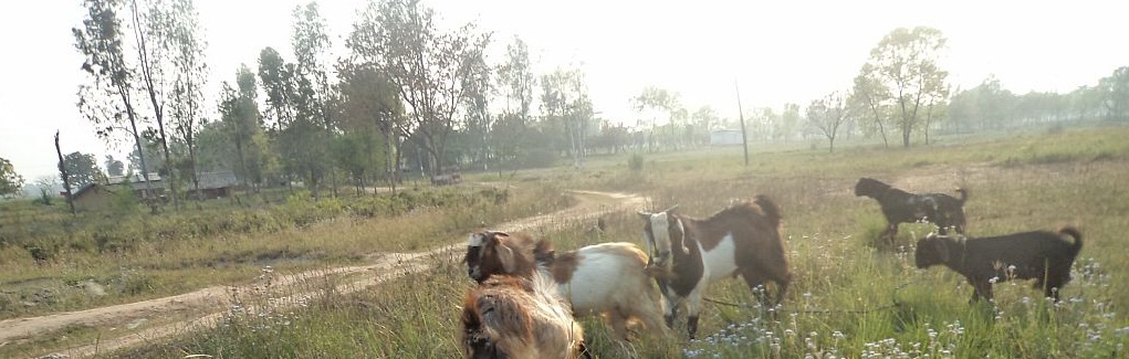 GOAT FARM
